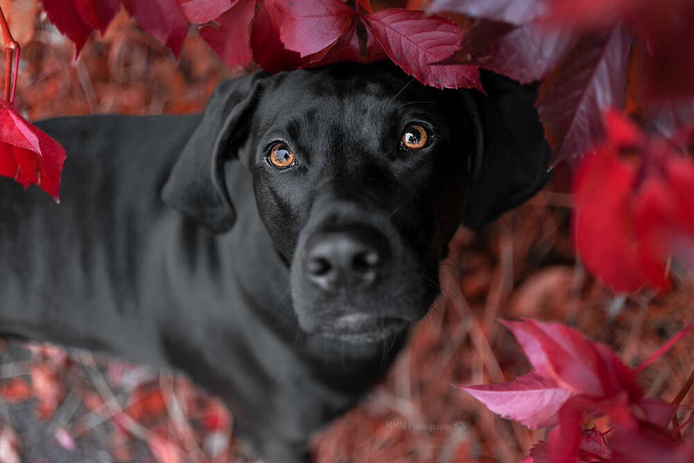 Herbstshooting im roten Wein (MMM Photography)