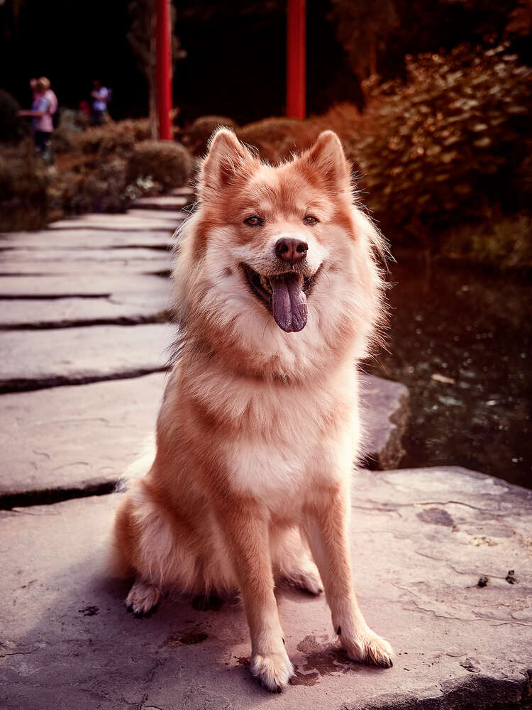 Baluna (HarryK Fotografie)