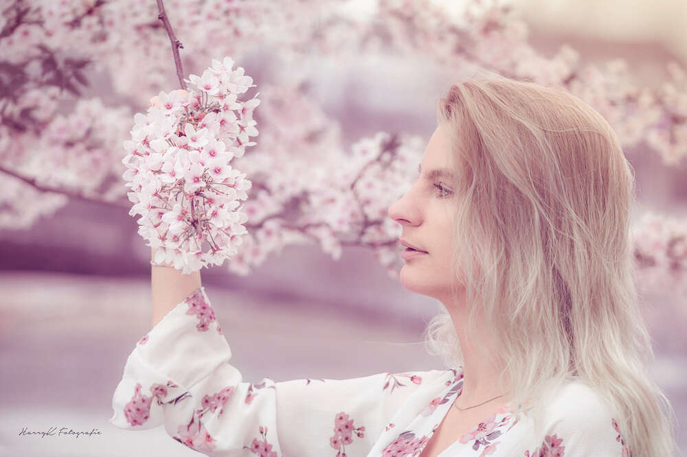 Kirschblüten Frühling (HarryK Fotografie)