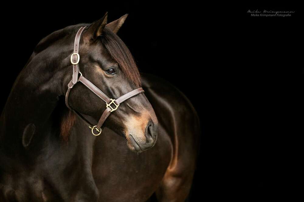 Meike Krimpmann Fotografie