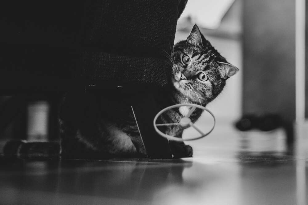 Melanie.Kantel.Fotografie (Melanie.Kantel.Fotografie)