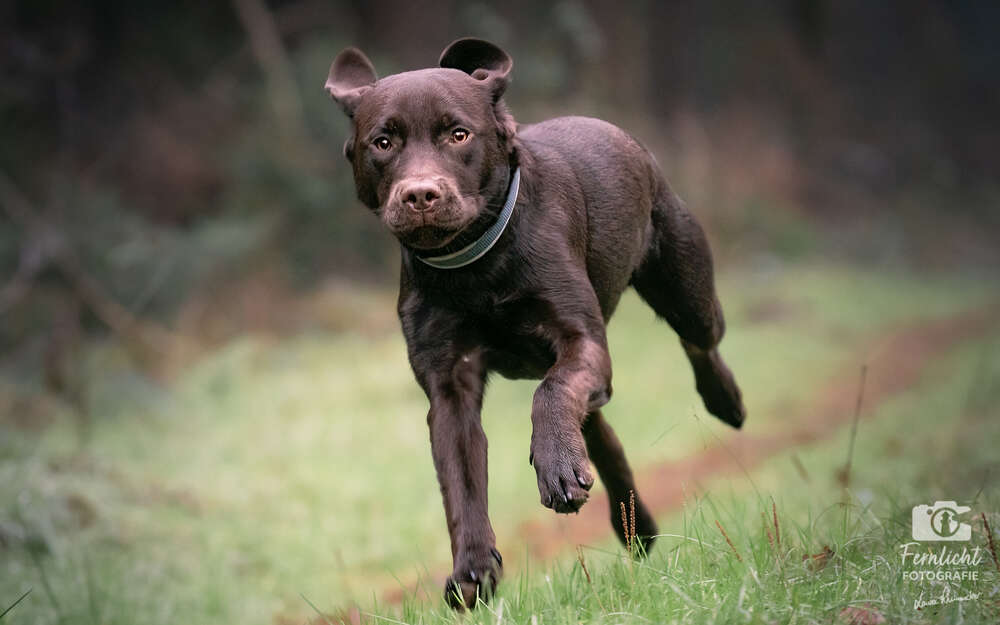 Fernlicht Fotografie (Fernlicht Fotografie)