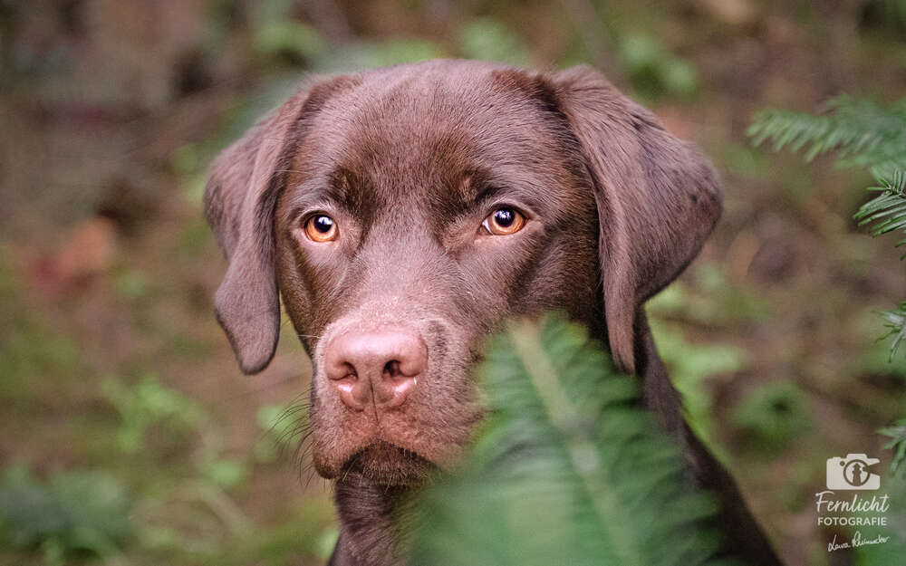 Fernlicht Fotografie (Fernlicht Fotografie)