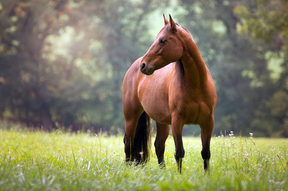 Regina Ambrosch Fotografie (Regina Ambrosch Fotografie)