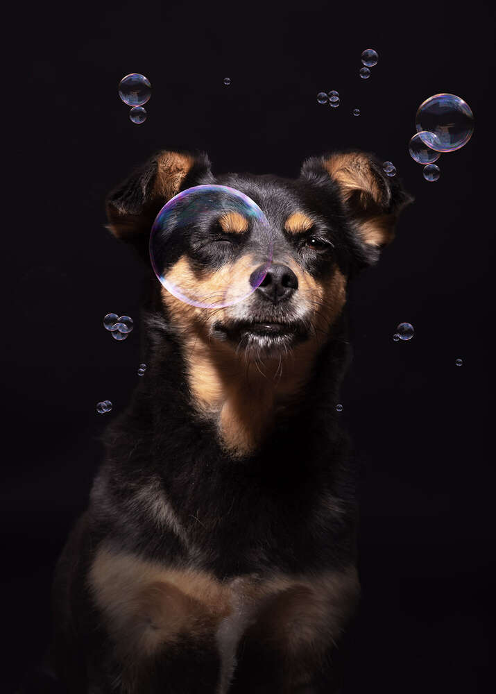 Studiofotografie-Hundefotografie  (Brigitte Brandenburg Tierfotografie)