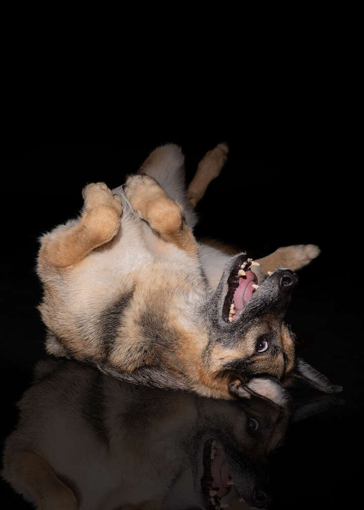 Jeck (Brigitte Brandenburg Tierfotografie)