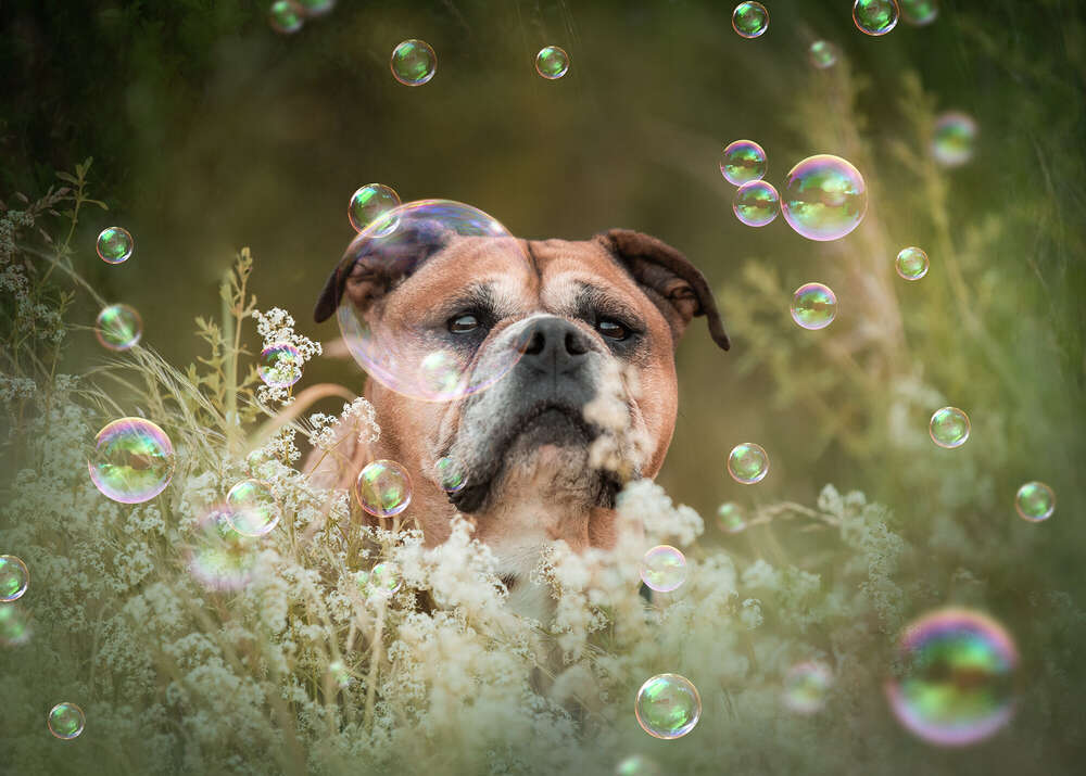 Sommertraum (Brigitte Brandenburg Tierfotografie)