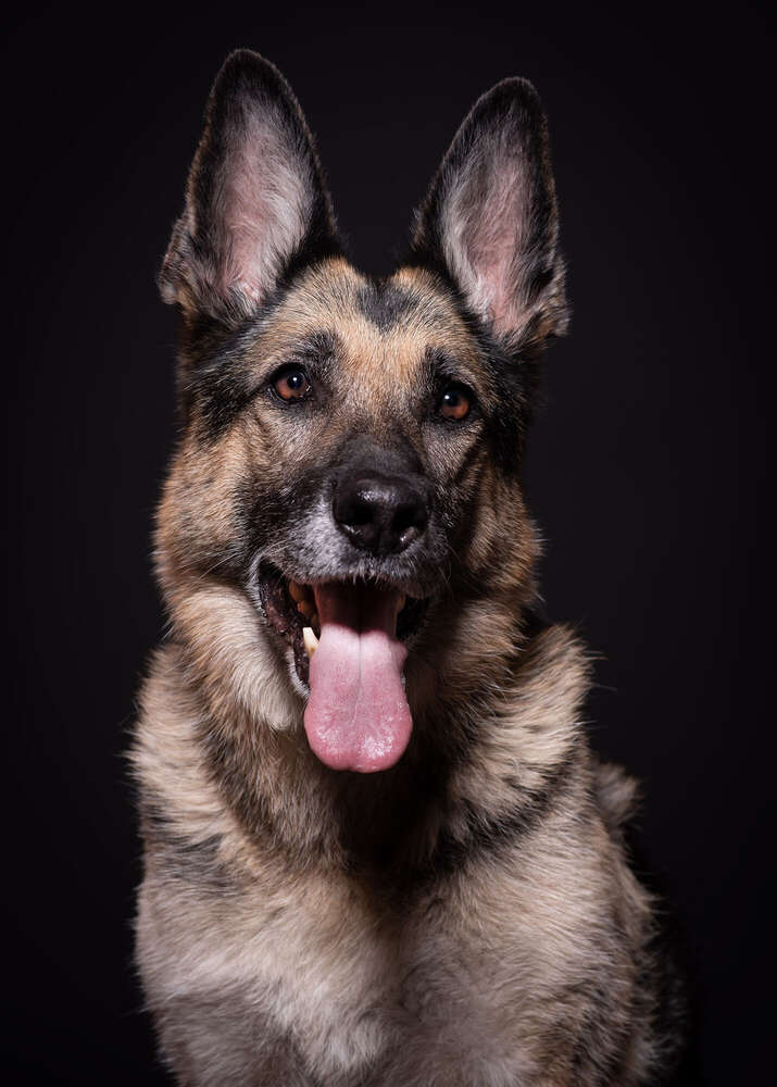 Hundeportrait (Brigitte Brandenburg Tierfotografie)