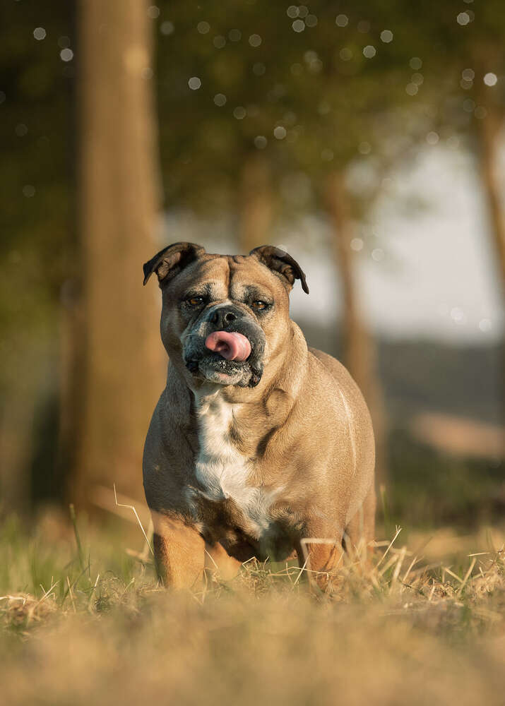 Es schmeckt nach sommer (Brigitte Brandenburg Tierfotografie)