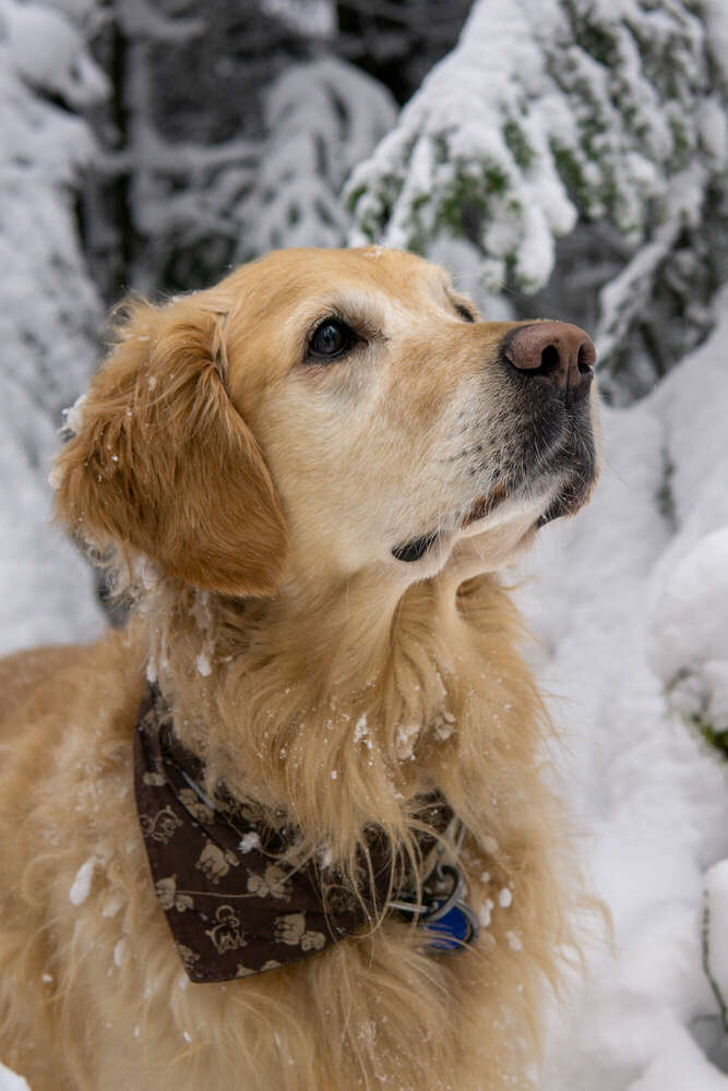 Hunde-Fotografie (Christory Photography)