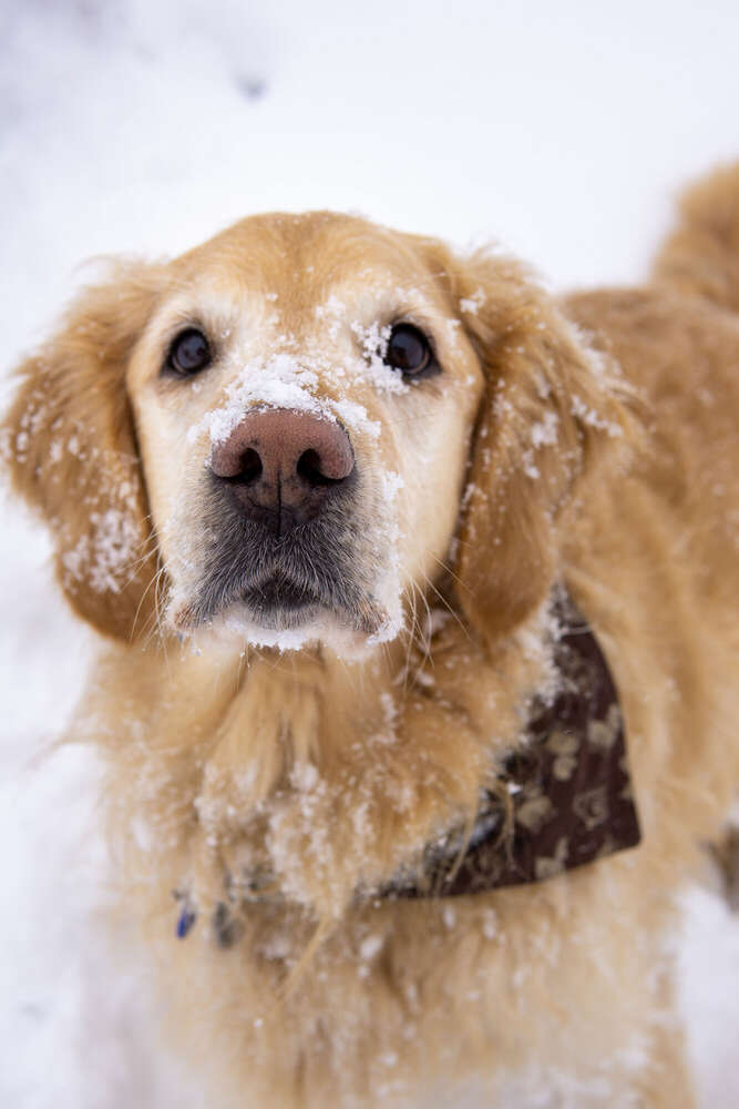 Hundeshootings (Christory Photography)