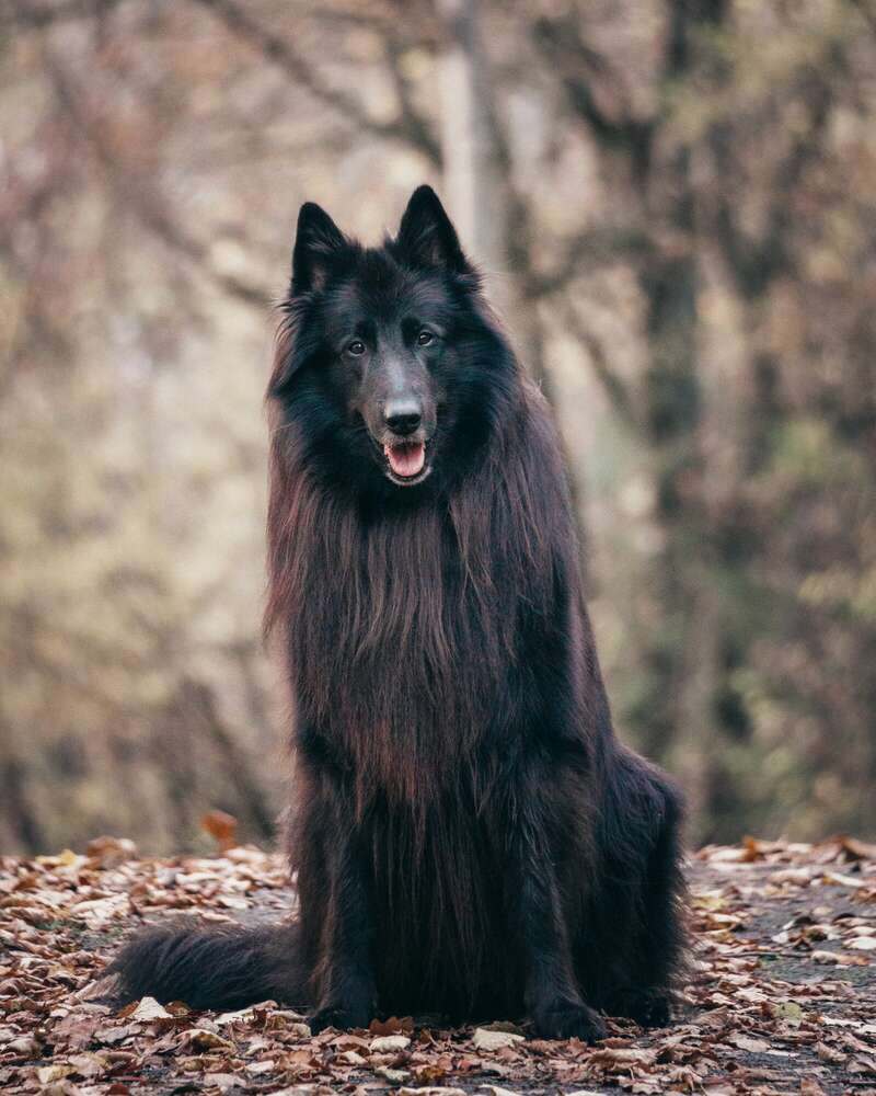 Hundeportrait (Christory Photography)