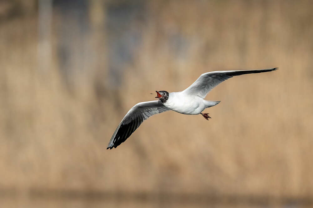 Lachmöwe auf der Jagd nach einer Fliege (JFK Photography)