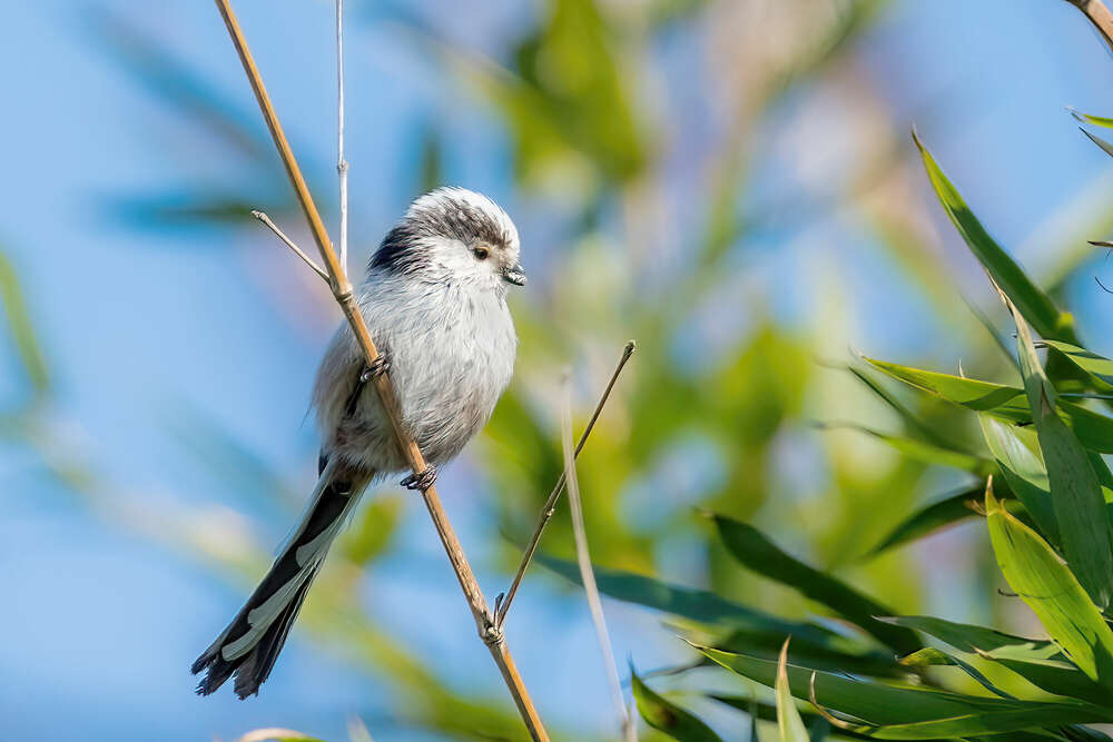 Langschwanzmeise (JFK Photography)