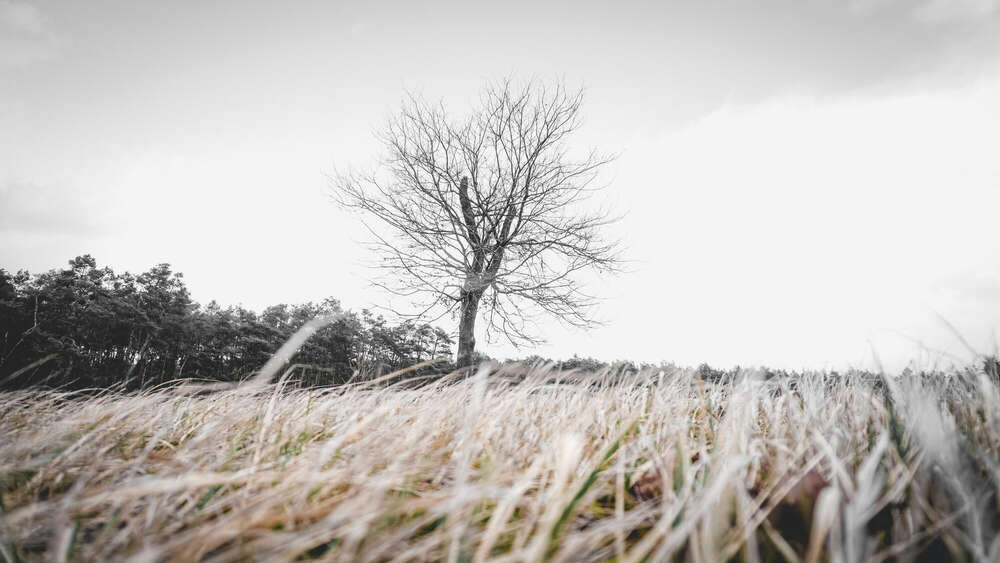 Baum auf Wiese (Hesl)