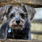 Bettina Thiemann Tierfotografie