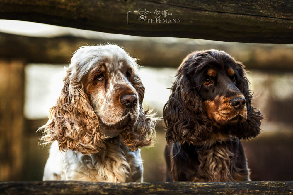 Bettina Thiemann Tierfotografie (Bettina Thiemann Tierfotografie)