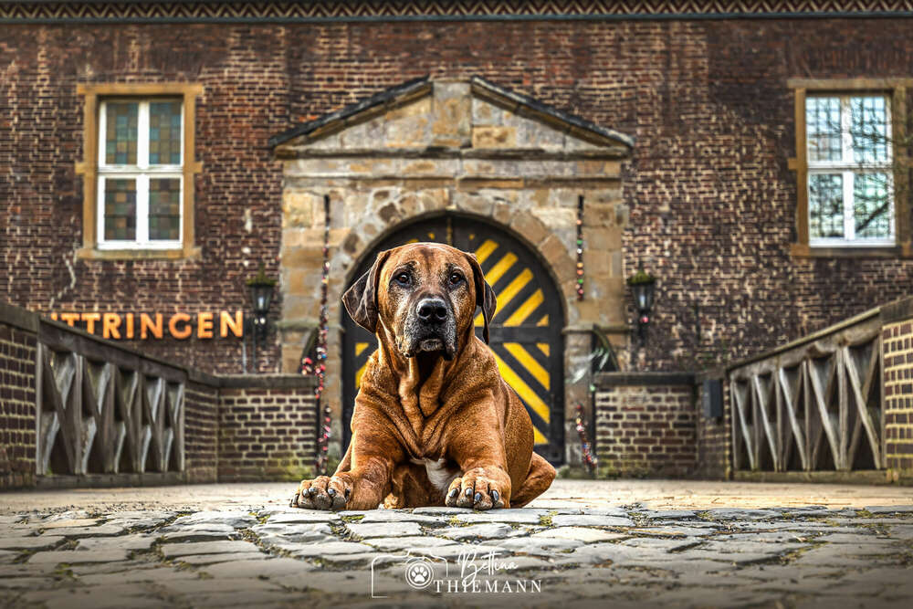 Bettina Thiemann Tierfotografie (Bettina Thiemann Tierfotografie)