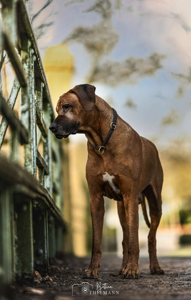 Bettina Thiemann Tierfotografie (Bettina Thiemann Tierfotografie)