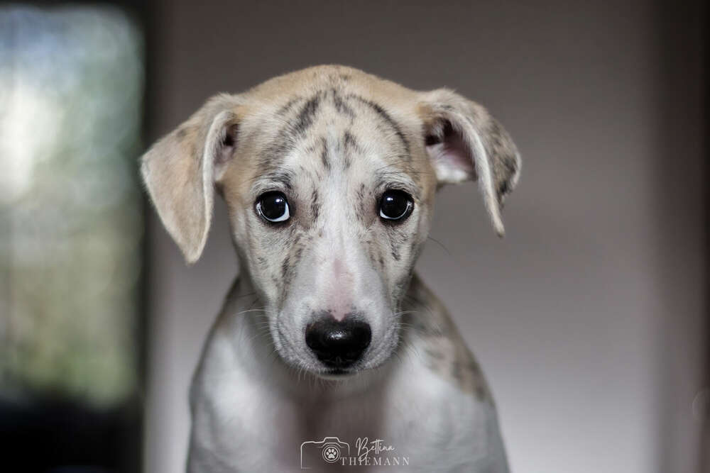 Bettina Thiemann Tierfotografie (Bettina Thiemann Tierfotografie)