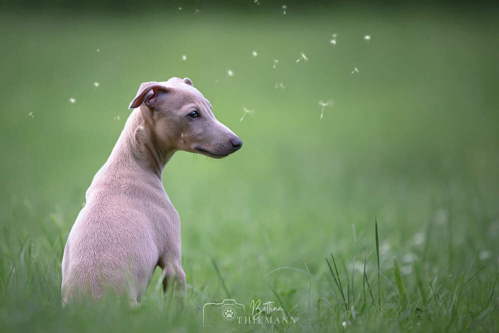 Bettina Thiemann Tierfotografie (Bettina Thiemann Tierfotografie)