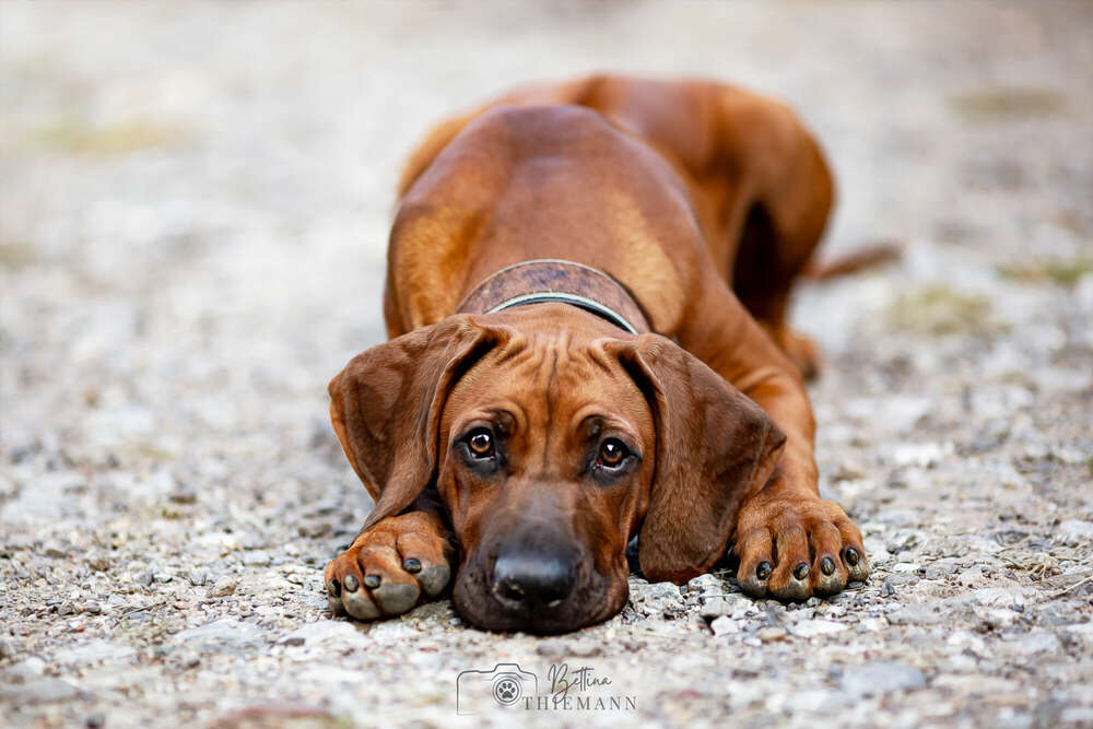 Bettina Thiemann Tierfotografie (Bettina Thiemann Tierfotografie)