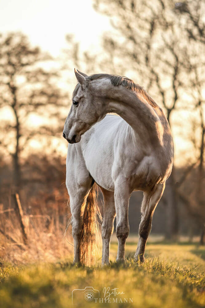 Bettina Thiemann Tierfotografie (Bettina Thiemann Tierfotografie)