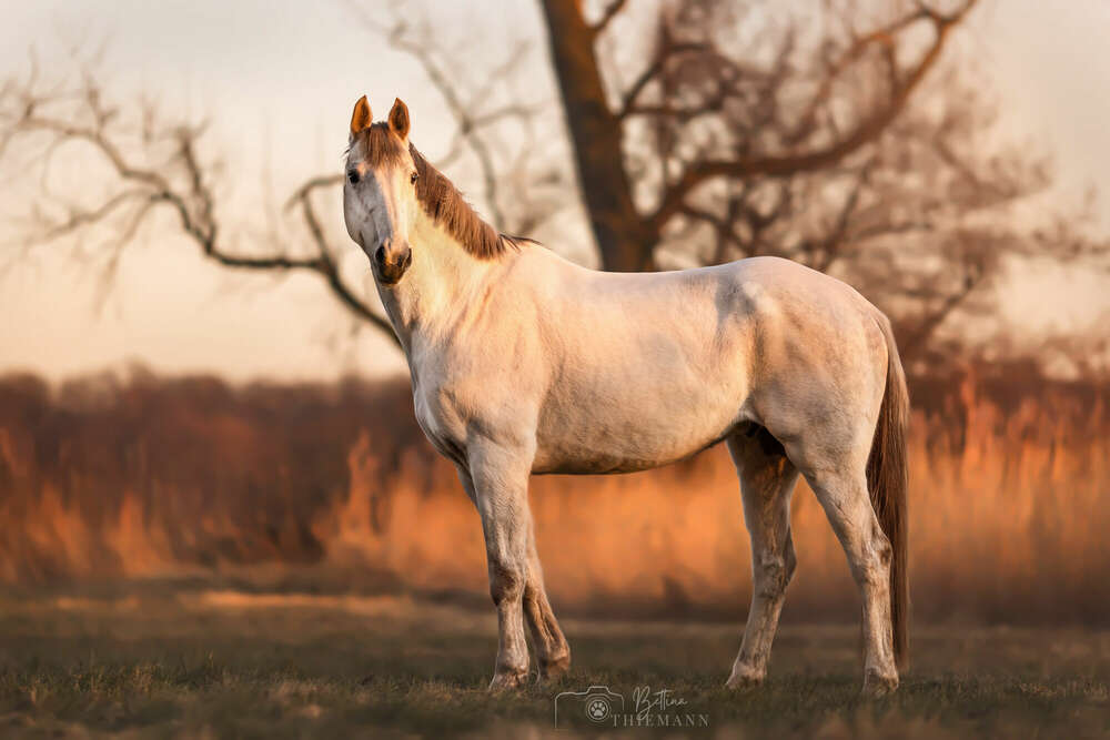 Bettina Thiemann Tierfotografie (Bettina Thiemann Tierfotografie)