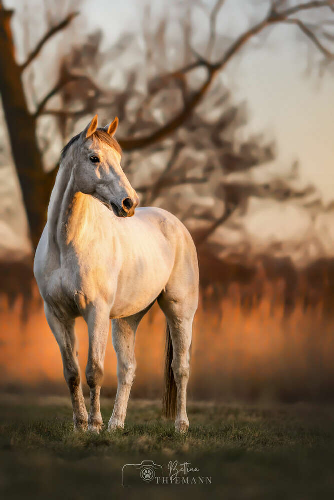 Bettina Thiemann Tierfotografie