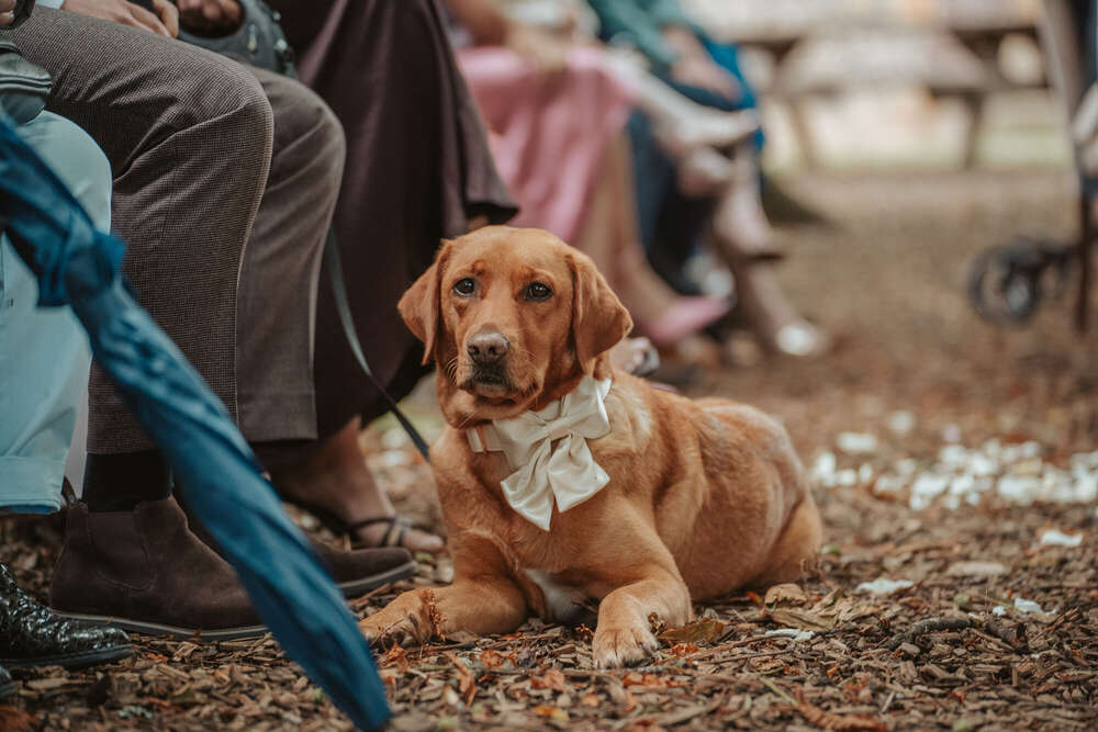 Louis Ziehn (Louis Ziehn)