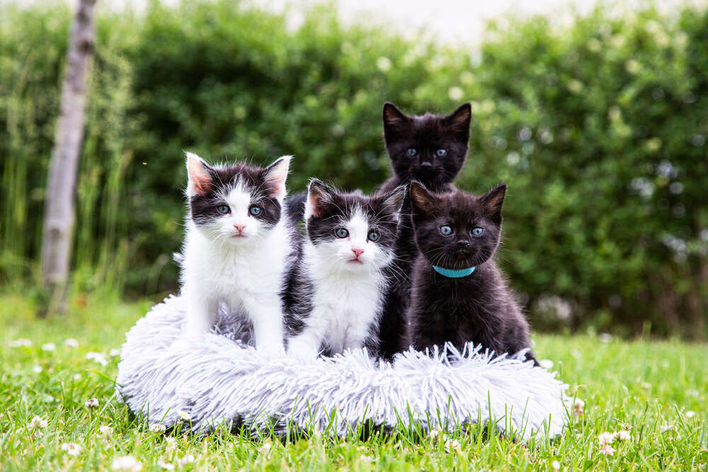 Fotografie Vanessa Mertens (Fotografie Vanessa Mertens)