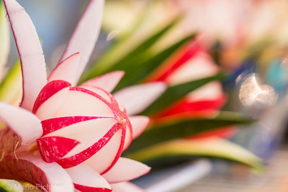 Lebensmittel vor Ort (Fichtner Fotodesign)