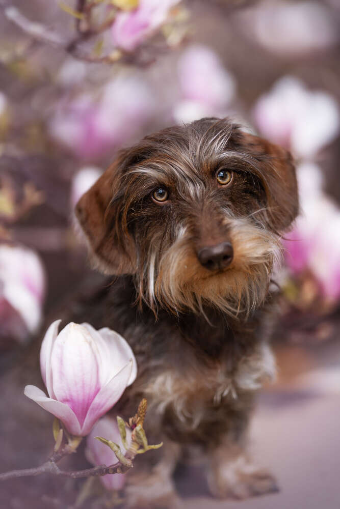 Betty (Bilderwelt JC)