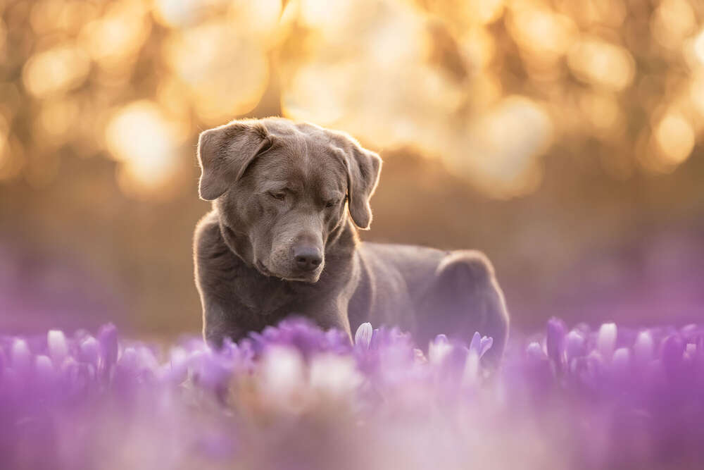 Benniko (Bilderwelt JC)