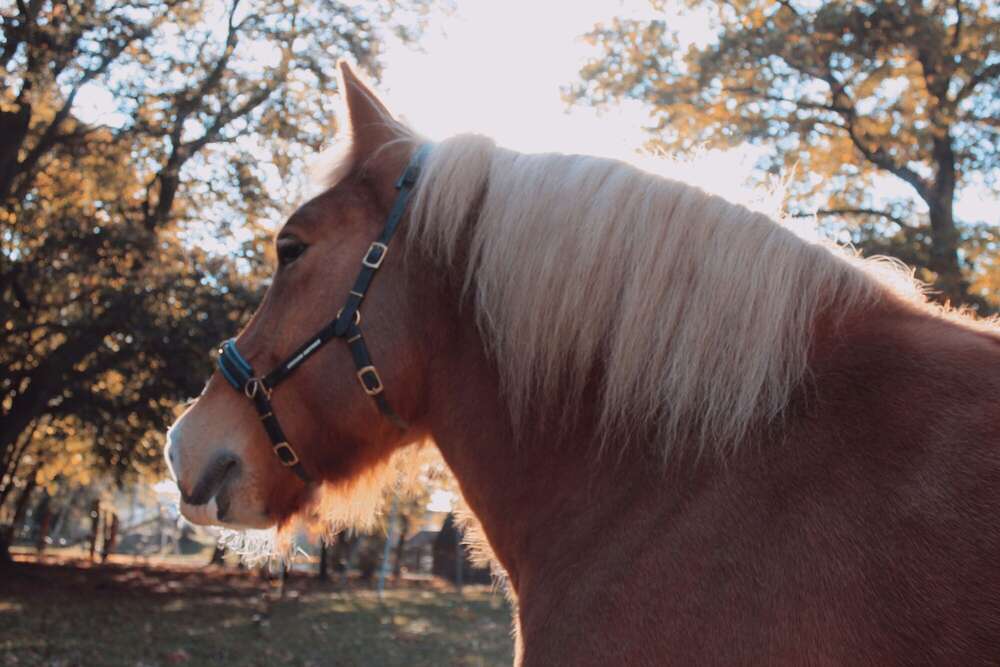 Pferdefotografie (Vanessa Byrtov)