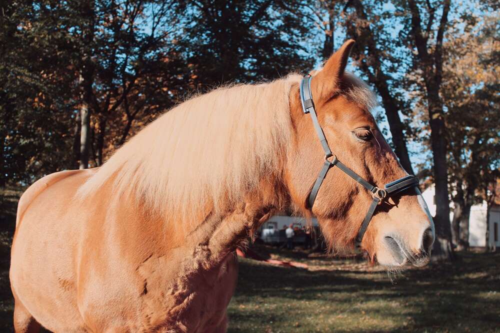 Pferdefotografie  (Vanessa Byrtov)