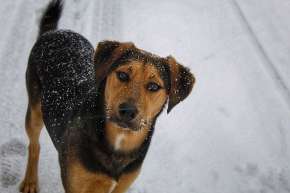 Hundefotografie (Vanessa Byrtov)