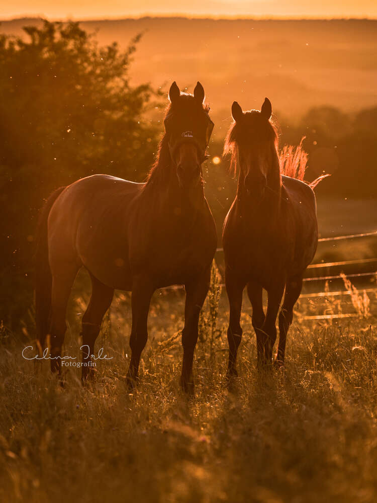 Celina Irle Fotografin - PetrolArt (Celina Irle Fotografin - PetrolArt)