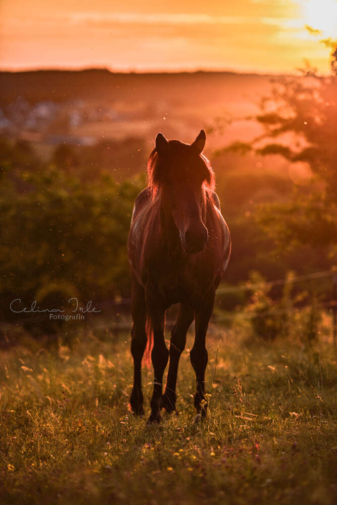 Celina Irle Fotografin - PetrolArt (Celina Irle Fotografin - PetrolArt)
