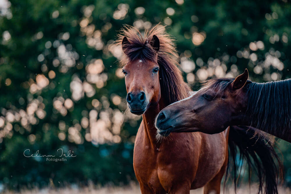 Celina Irle Fotografin - PetrolArt (Celina Irle Fotografin - PetrolArt)