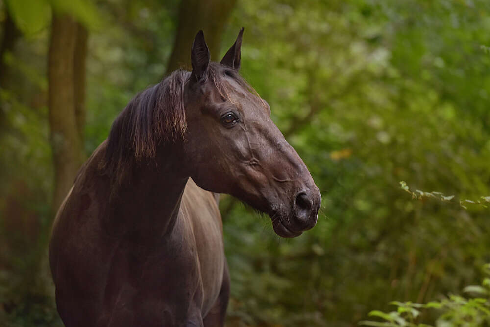 Celina Irle Fotografin - PetrolArt (Celina Irle Fotografin - PetrolArt)