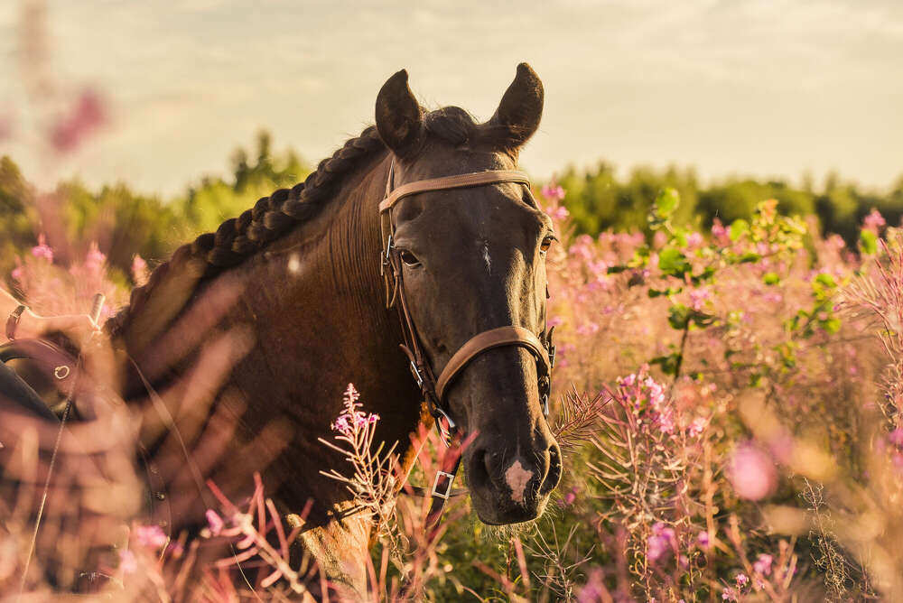 Celina Irle Fotografin - PetrolArt (Celina Irle Fotografin - PetrolArt)