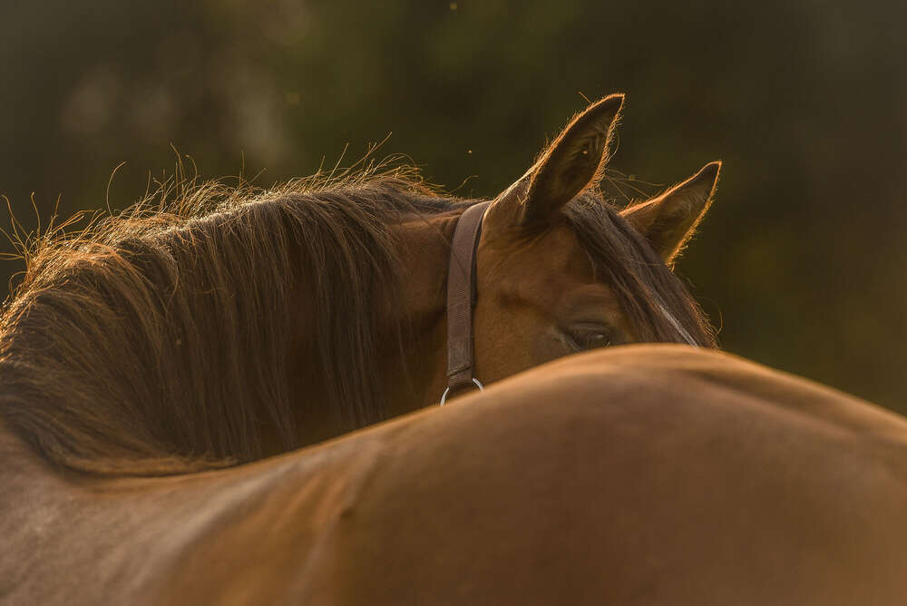 Celina Irle Fotografin - PetrolArt (Celina Irle Fotografin - PetrolArt)