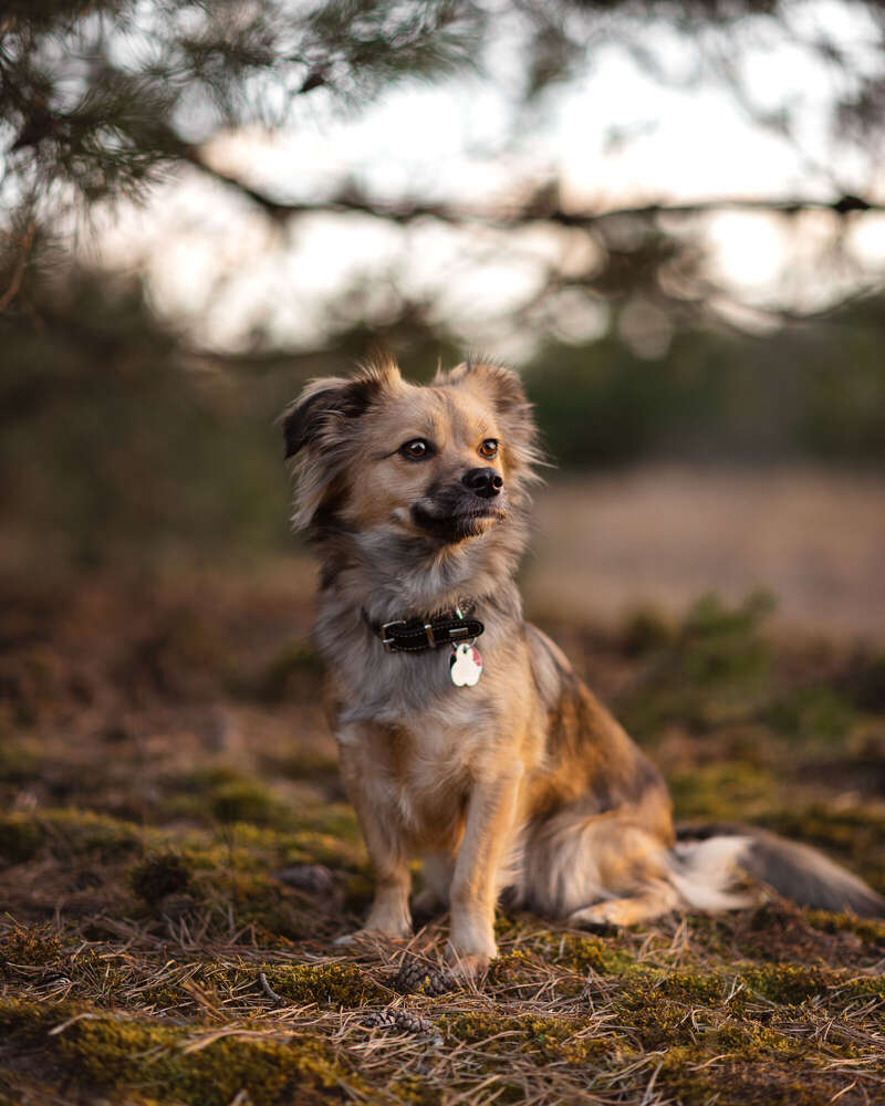 Hundeportrait (Samantha Reinmuth Fotografie)