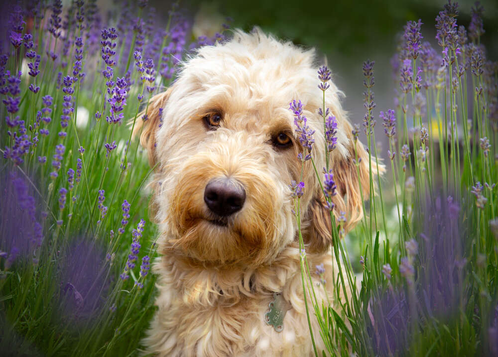 Lichtspiel Stefanie Krings Photography (Lichtspiel Stefanie Krings Photography)