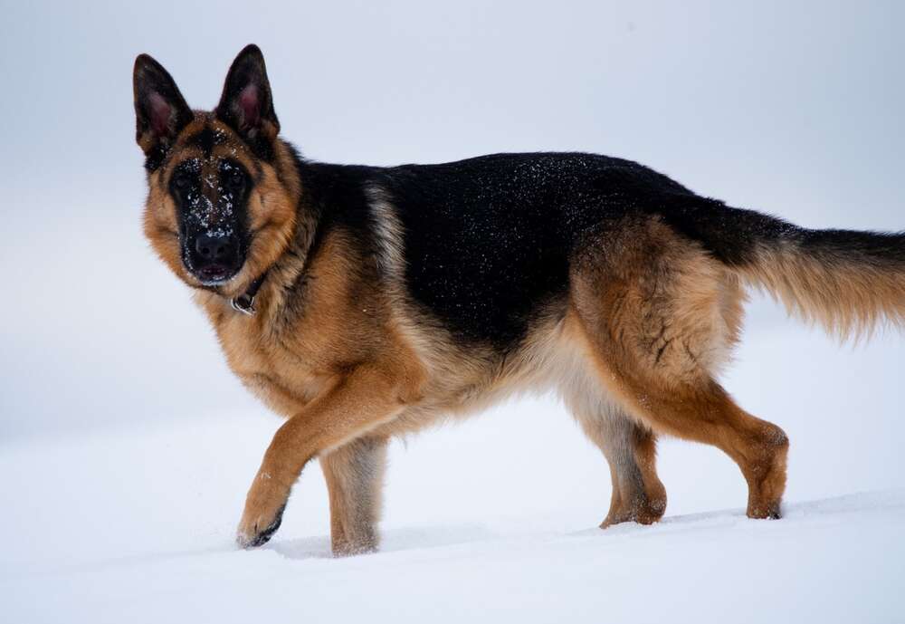 Henning Georgi (Henning Georgi)