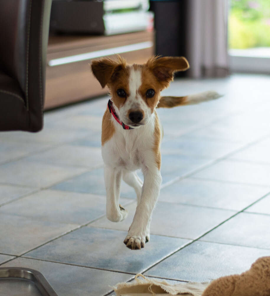 Henning Georgi (Henning Georgi)