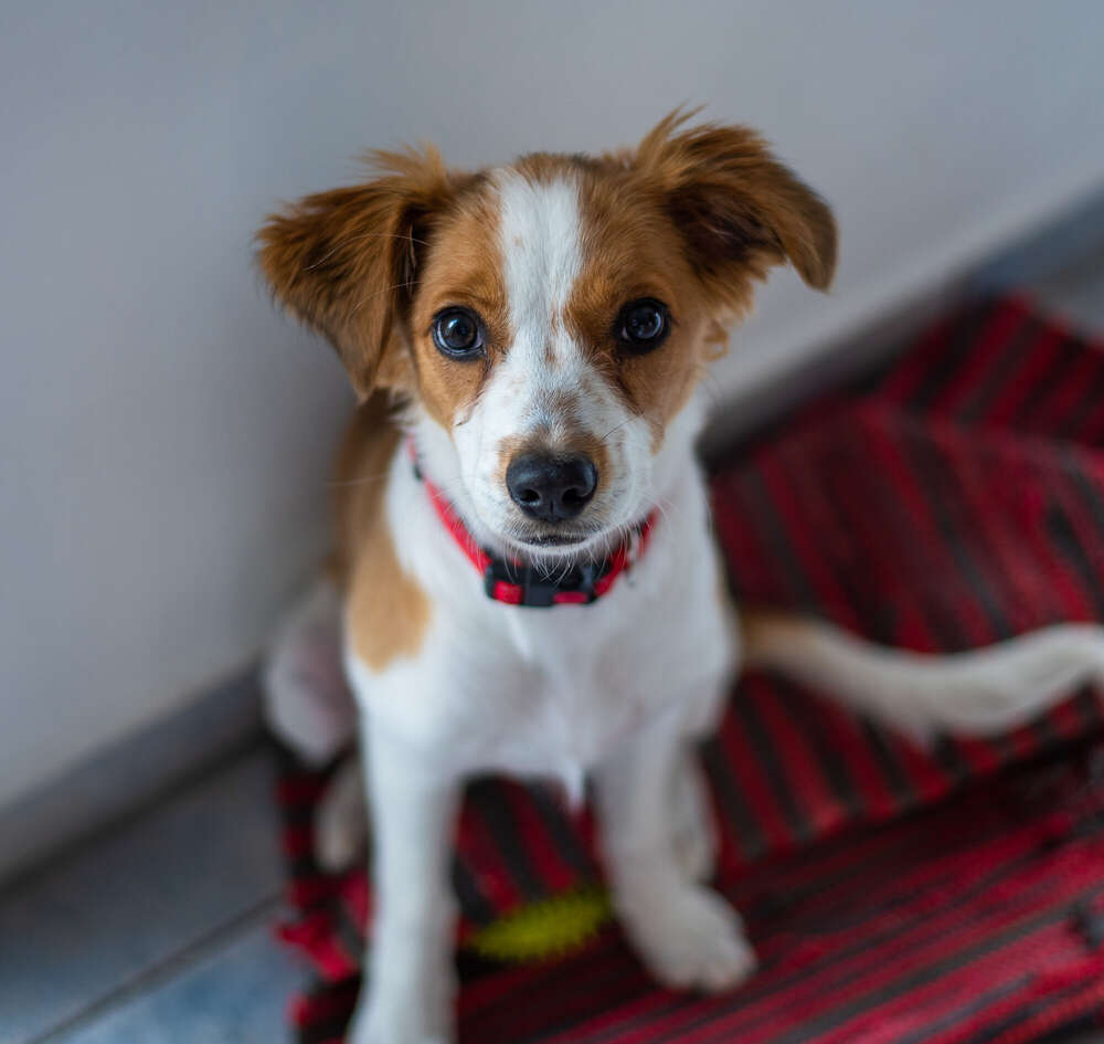 Henning Georgi (Henning Georgi)