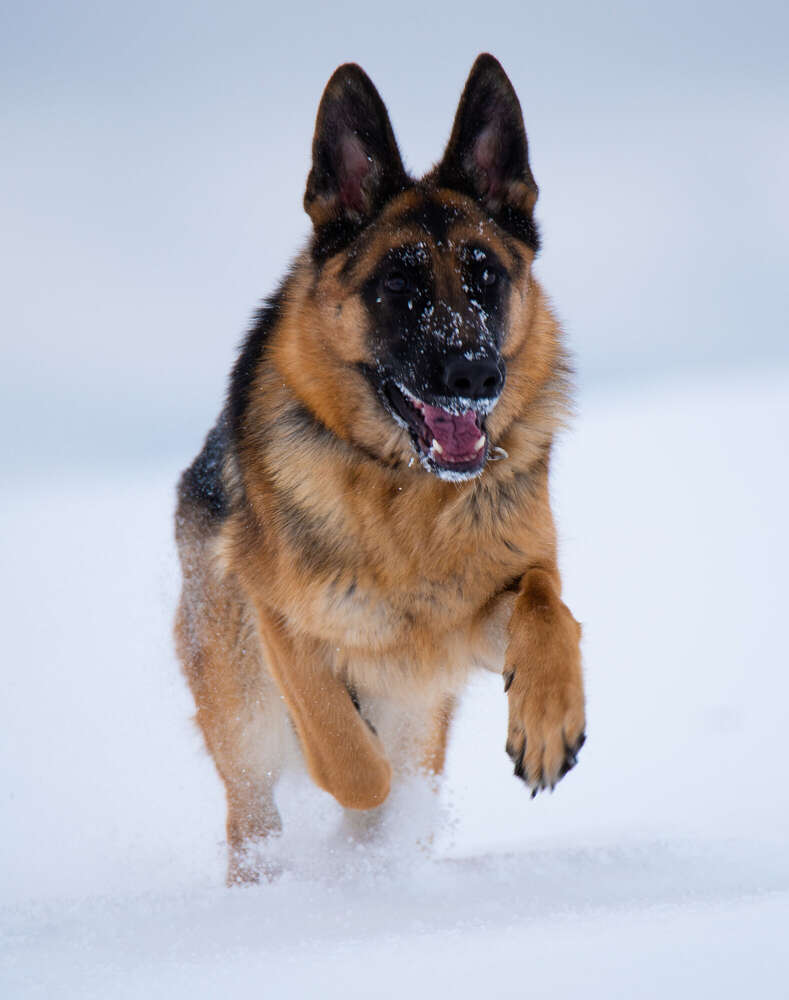 Henning Georgi (Henning Georgi)