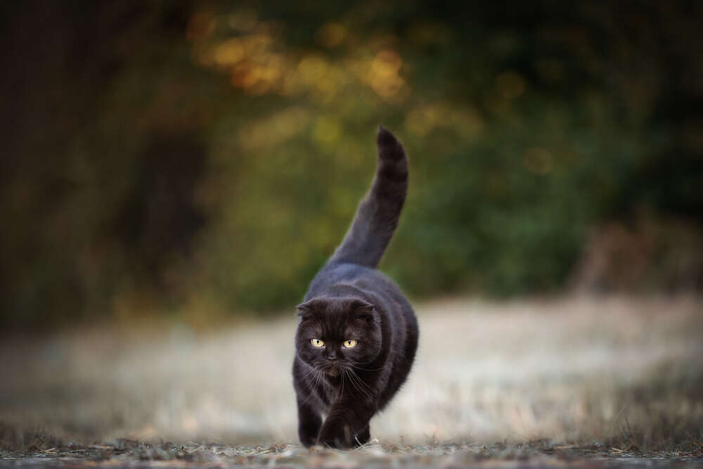 Stupsnasen Fotografie 